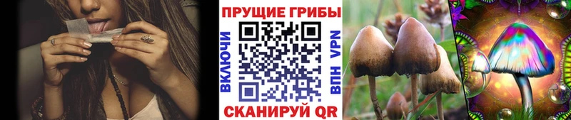 купить закладку  Стрежевой  гидра рабочий сайт  Псилоцибиновые грибы GOLDEN TEACHER 